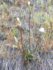 Nothocalais troximoides