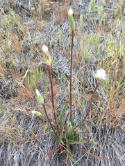 Nothocalais troximoides