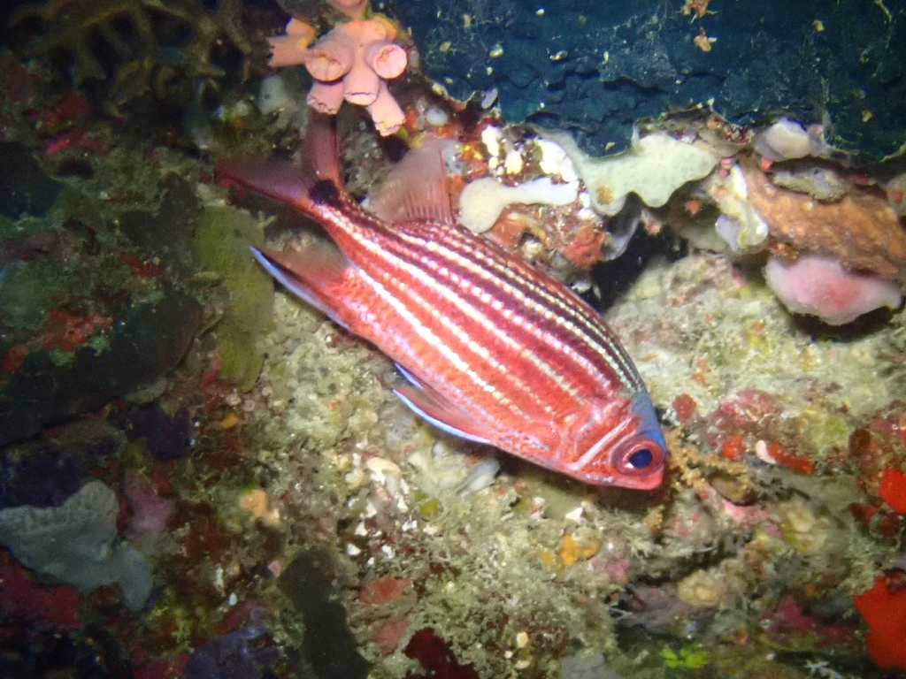 Threespot squirrelfish