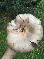 Lactarius argillaceifolius megacarpus