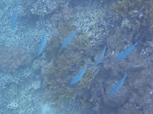 Caesio caerulaurea