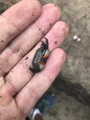 Parasesarma erythodactylum