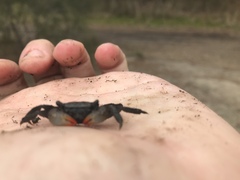 Parasesarma erythodactylum