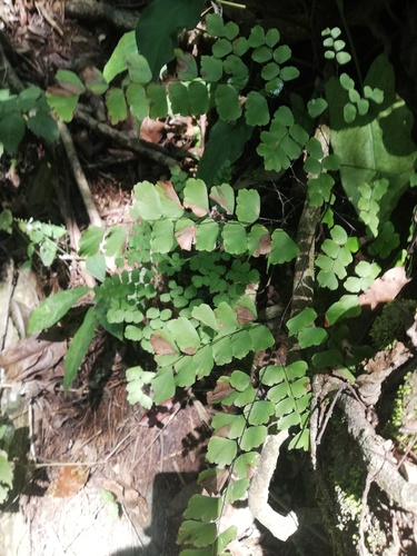 Adiantum amplum (Adiantum amplum)