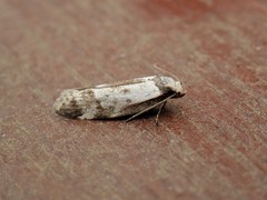 Palimmeces variegata