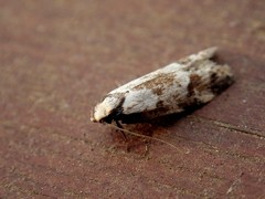 Palimmeces variegata