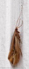 Psychoglypha