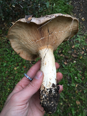 Lactarius argillaceifolius megacarpus