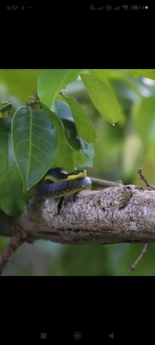 Common Tree Snake sighting