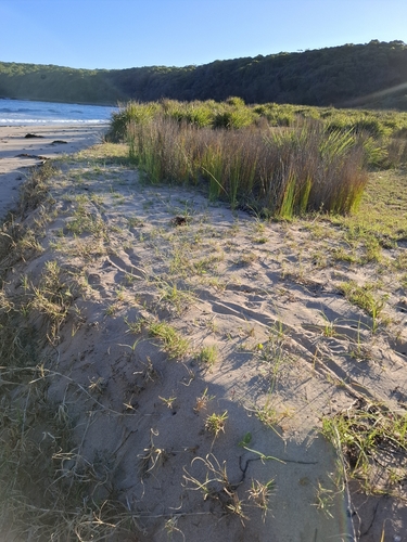 Carpet Python sighting