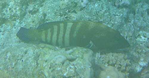 Cephalopholis argus
