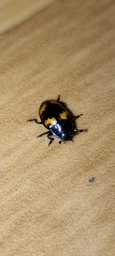 Aulacocheilus subrotundus