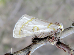 Philtraea paucimacula