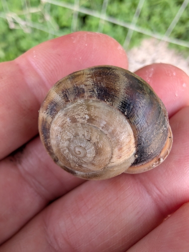 Eobania vermiculata