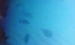 Acanthurus coeruleus