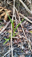 Pterostylis irsoniana