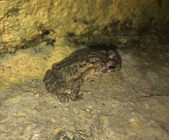 Incilius porteri