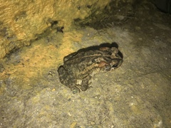 Incilius porteri