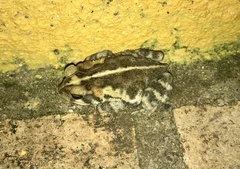 Incilius porteri