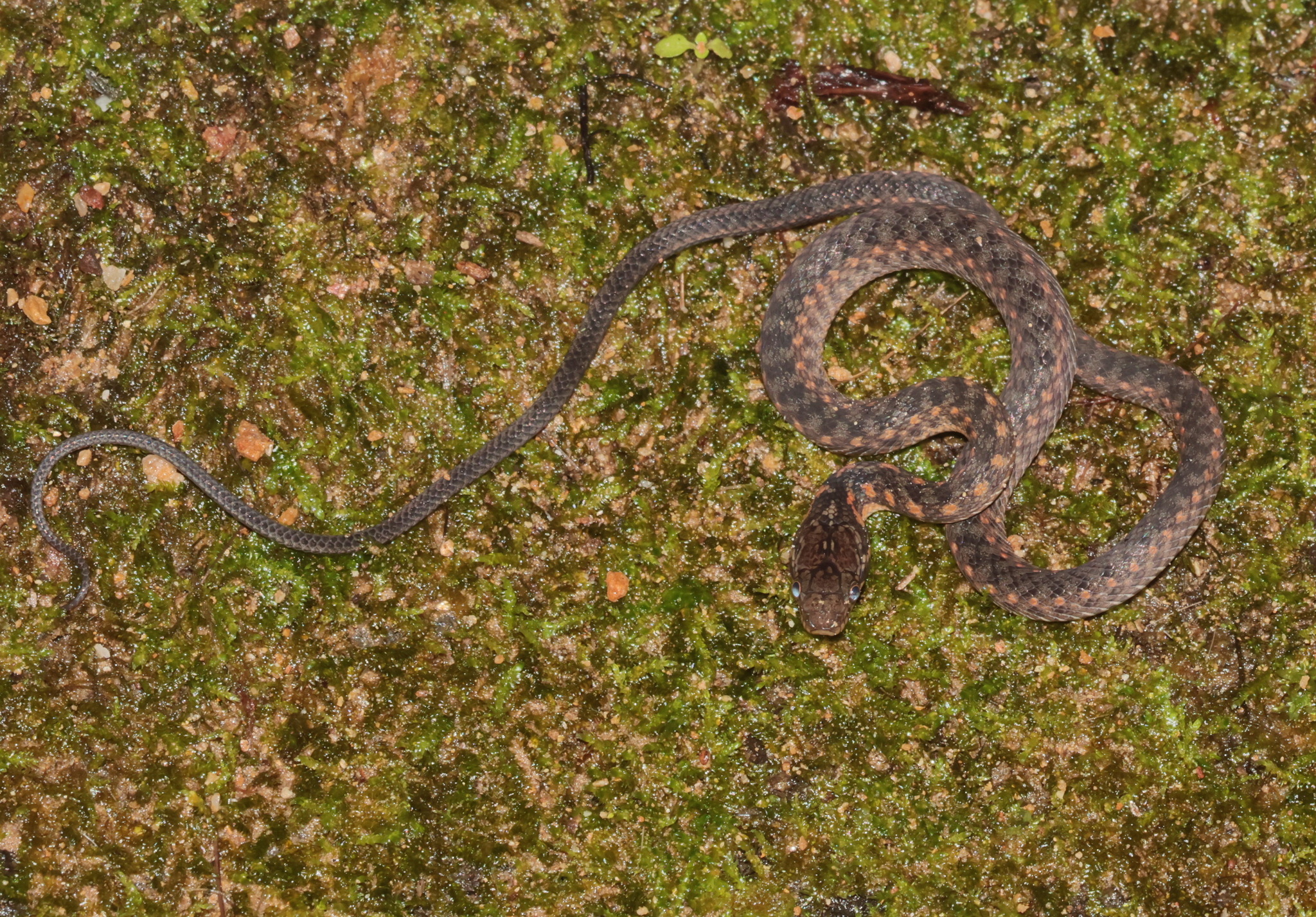 Karenland Keelback photo 2