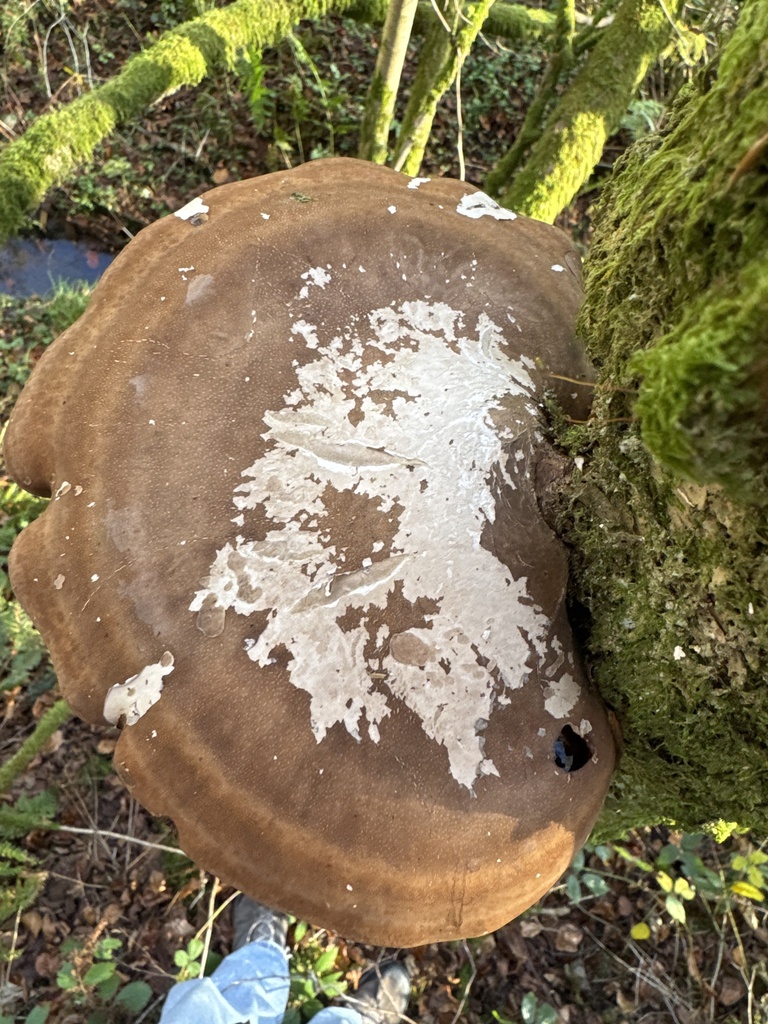 Fomitopsis betulina · November 2025 · photo: © donaldmathison (iNaturalist, cc0)