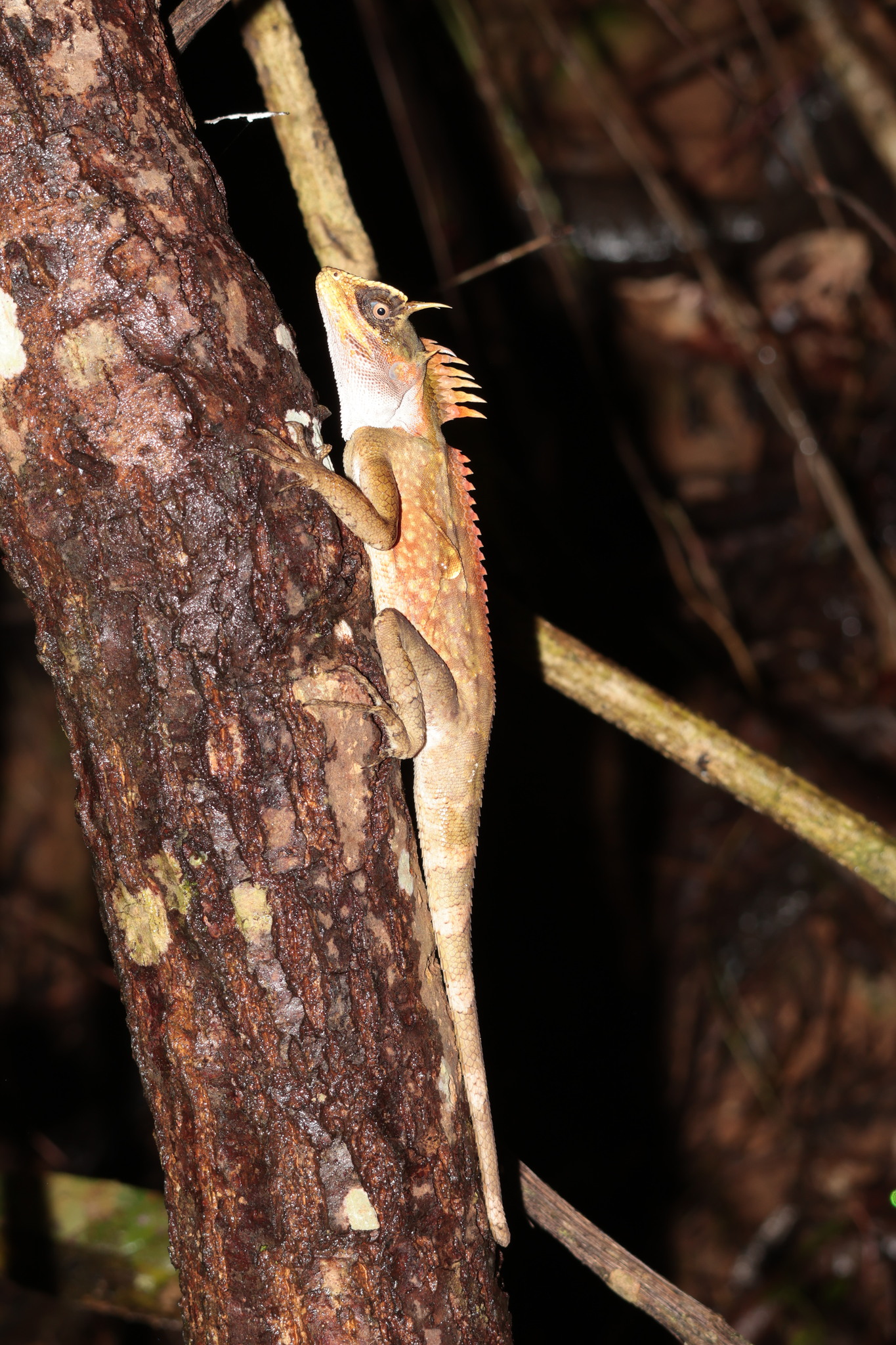 Acanthosaura aurantiacrista Trivalairat, Kunya, Chanhome, Sumontha, Vasaruchapong, Chomngam & Chiangkul, 2020