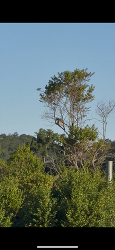 iNaturalist observation photo of California Scrub-Jay