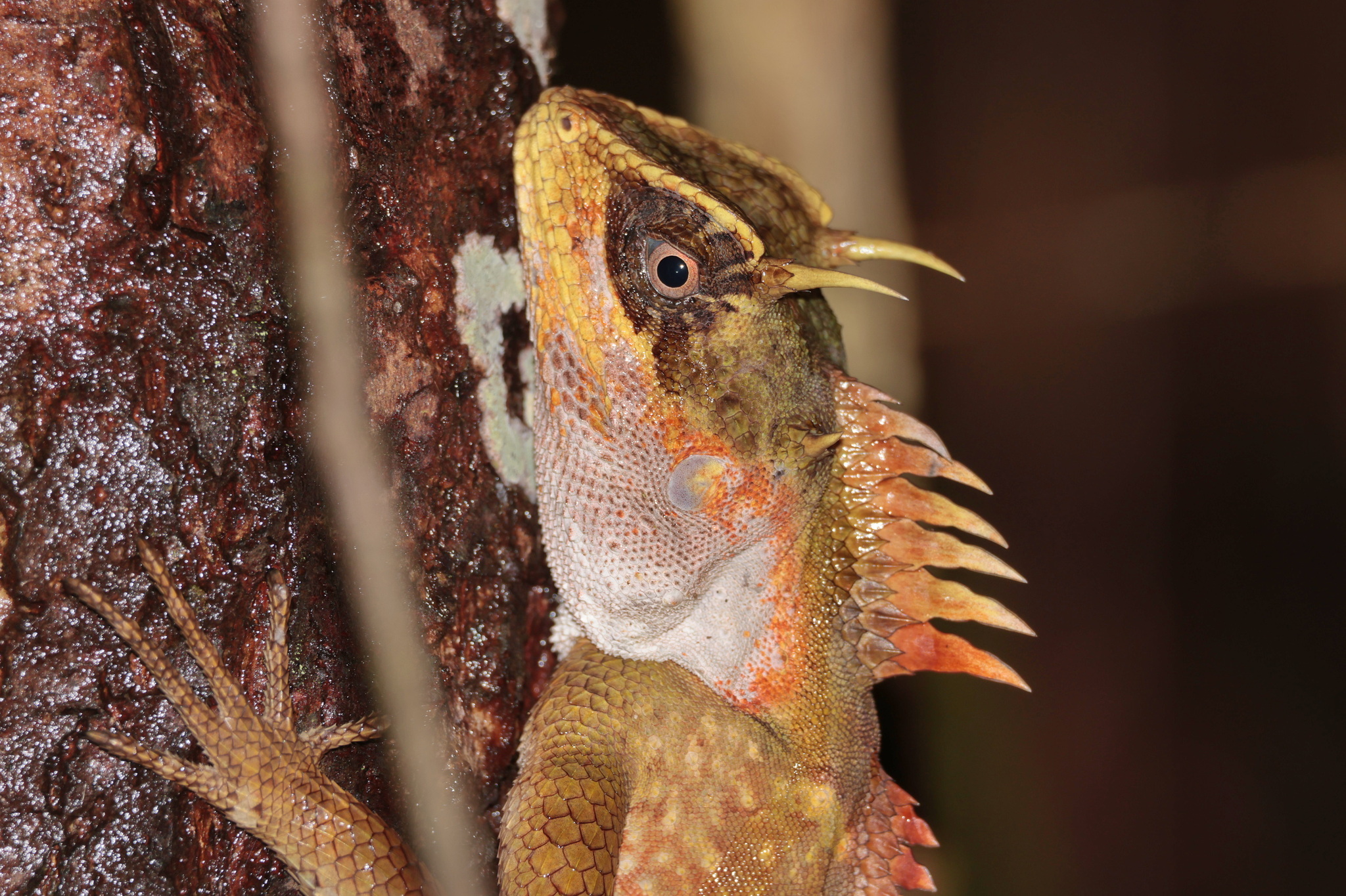 Acanthosaura aurantiacrista Trivalairat, Kunya, Chanhome, Sumontha, Vasaruchapong, Chomngam & Chiangkul, 2020