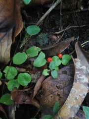 Geophila