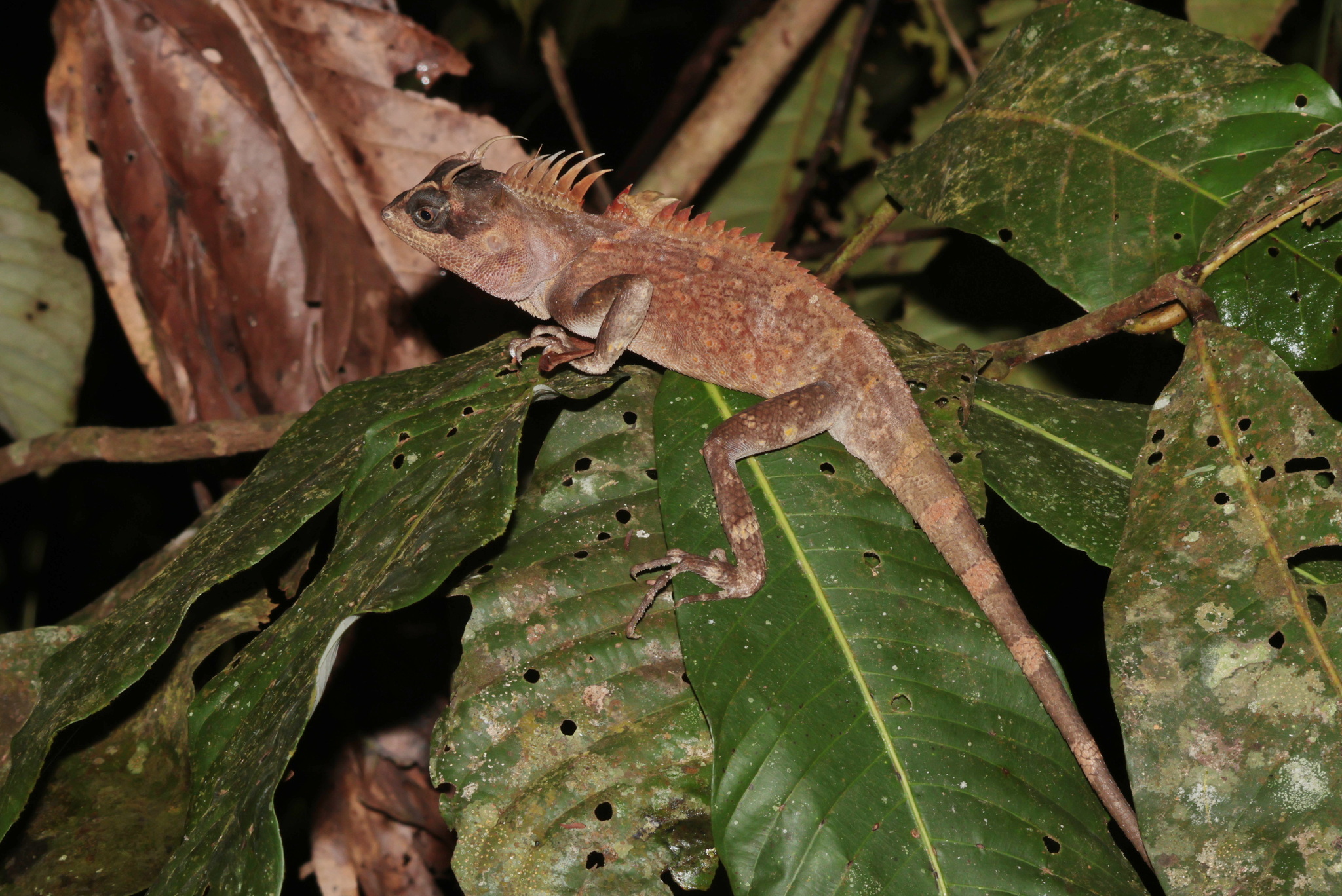 Acanthosaura aurantiacrista Trivalairat, Kunya, Chanhome, Sumontha, Vasaruchapong, Chomngam & Chiangkul, 2020