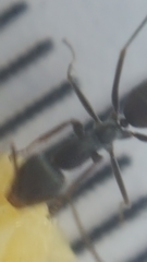 Iridomyrmex anceps
