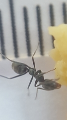 Iridomyrmex anceps