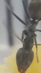 Iridomyrmex anceps