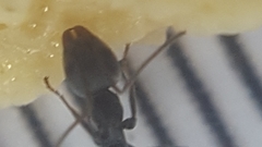 Iridomyrmex anceps