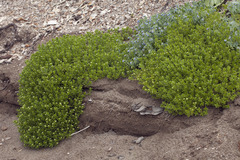 Honckenya peploides major