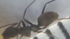 Iridomyrmex anceps