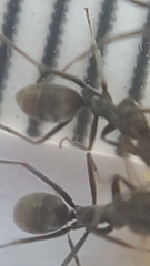 Iridomyrmex anceps