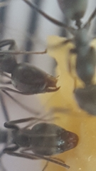 Iridomyrmex anceps