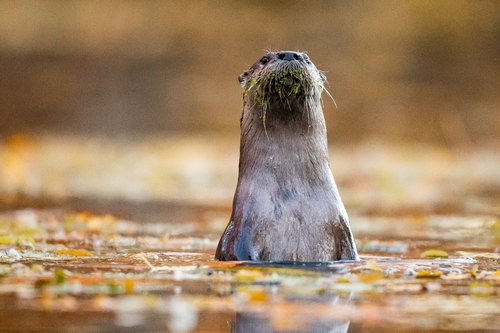 North American River Otter photographed in New Hampshire