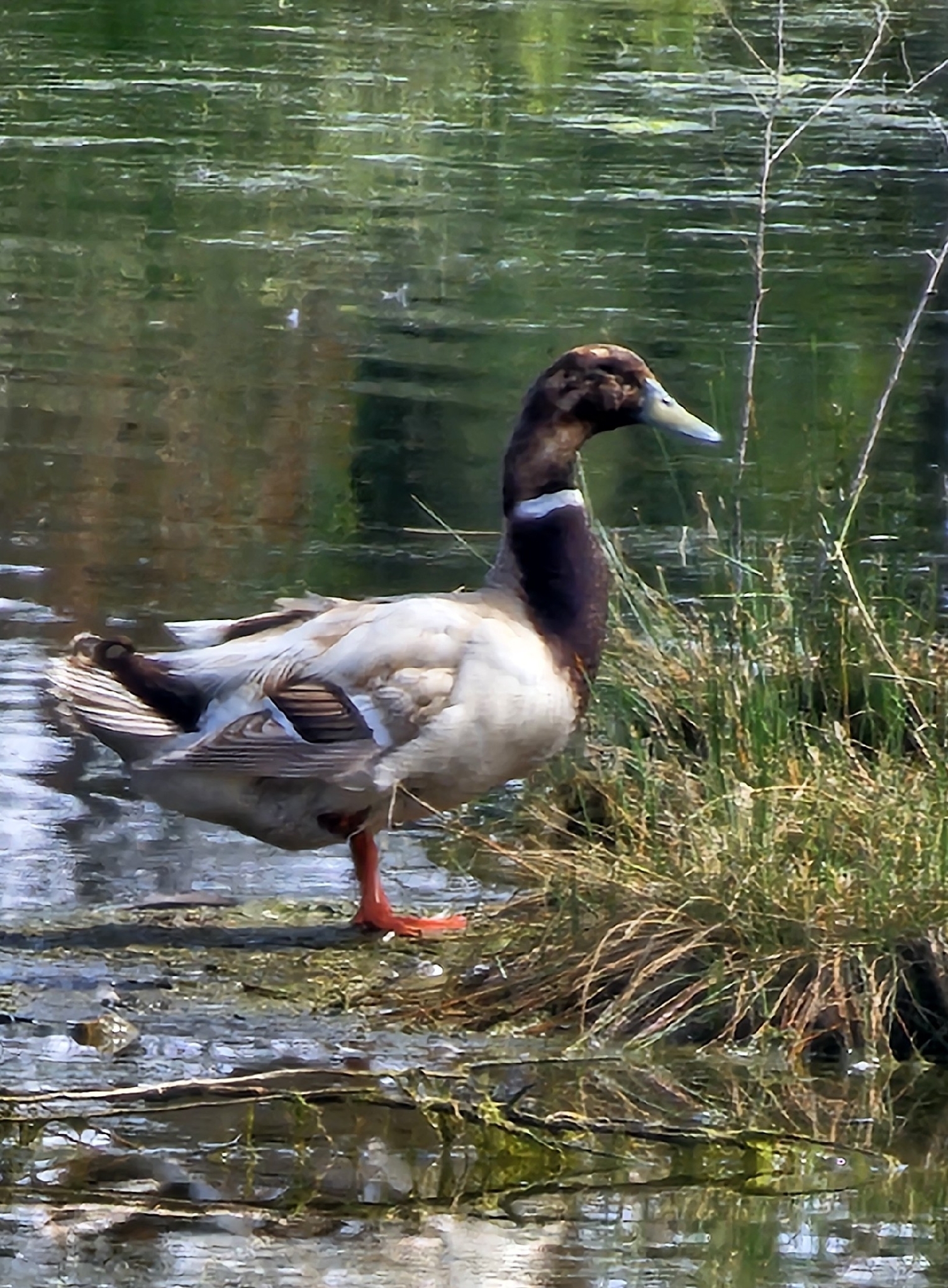 Anas platyrhynchos f. domesticus