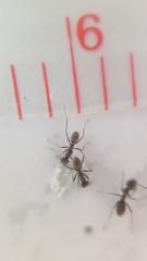 Iridomyrmex anceps