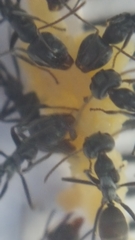 Iridomyrmex anceps