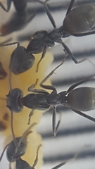 Iridomyrmex anceps
