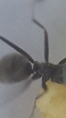 Iridomyrmex anceps