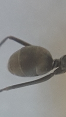 Iridomyrmex anceps