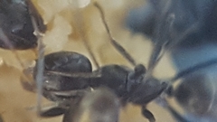 Iridomyrmex anceps