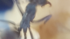 Iridomyrmex anceps