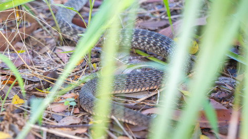 Common keelback sighting