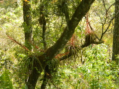 Tillandsia calothyrsus
