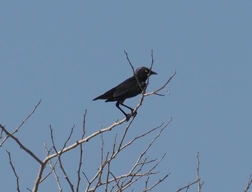 Chestnut-bellied Starling